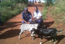 Four suspected stock thieves caught