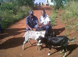 Four suspected stock thieves caught