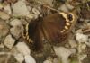 Monitoring ecosystem health through counting butterflies continues