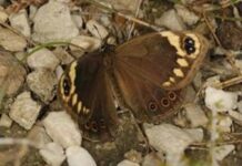 Monitoring ecosystem health through counting butterflies continues