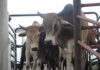 Alleged stock thief tries to sell brother’s cattle