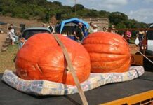 The biggest pumpkin of all