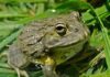 Kruger National Park confirmed as haven for amphibians