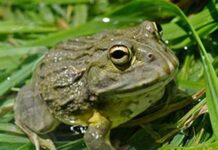 Kruger National Park confirmed as haven for amphibians