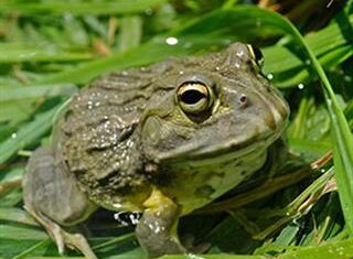 Kruger National Park confirmed as haven for amphibians