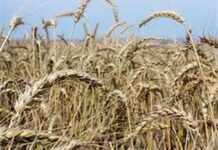 A dry start to Western Cape wheat season