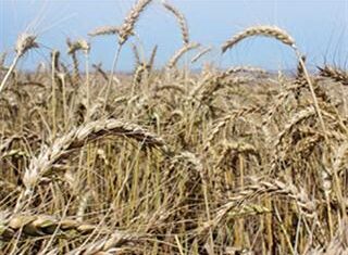 A dry start to Western Cape wheat season