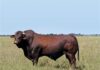 New beef cattle breed officially in South Africa