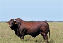 New beef cattle breed officially in South Africa