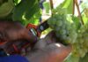 After slow start wine industry expects record harvest
