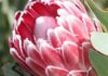 New joint marketing venture for fynbos farmers