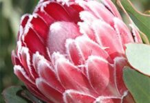 New joint marketing venture for fynbos farmers