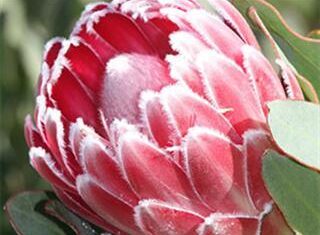 New joint marketing venture for fynbos farmers