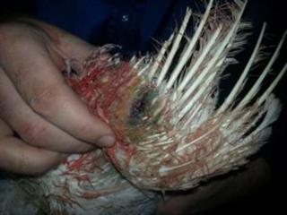 Astral refutes animal cruelty charges Astral refutes animal cruelty charges