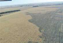 Maize harvest affected by charcoal rot outbreaks