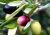 Entries open for 2013 SA Olive awards