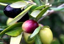 Entries open for 2013 SA Olive awards