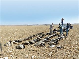 Vulture massacre highlights illegal use of poison Vulture massacre highlights illegal use of poison