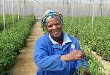 Urban farmers co-op wins entrepreneur award