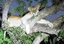 Lions get comfortable in new home