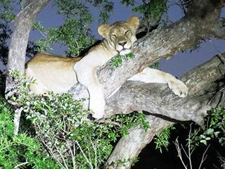 Lions get comfortable in new home