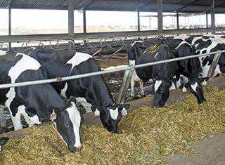 Vrede Dairy Project investigated
