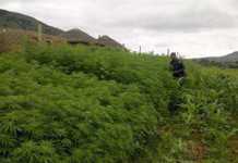 Illegal dagga farming business busted