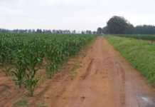 Free State rain a gift from above