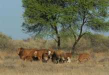 Namibia’s livestock producers angered by new SA livestock import regulations