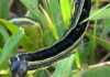 Armyworm outbreak alert