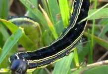 Armyworm outbreak alert