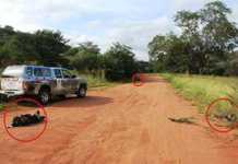 Conservationists condemn callous killings of endangered ‘painted wolves’