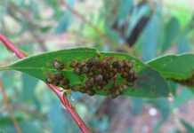 Forest scientists seek help with new Eucalyptus pest