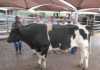 SA record price for Holstein Bull