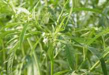 Two new facilities to assist in fight against parthenium
