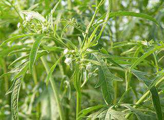 Two new facilities to assist in fight against parthenium