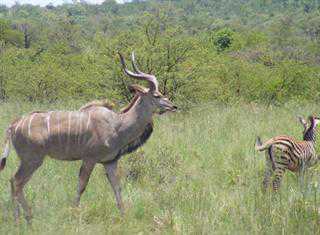 Kudu biltong for Hong Kong?