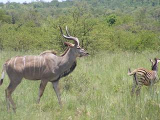 Kudu biltong for Hong Kong? Kudu biltong for Hong Kong?