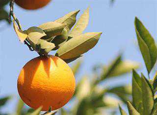 Treaty benefitting citrus exports from SA to US to be reviewed in 2015