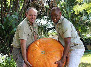 Giant pumpkin for KZN compost company