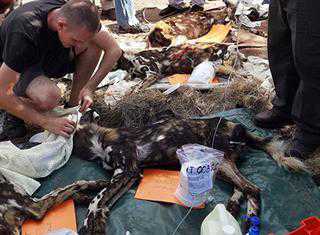 Conservationists rescue a pack of SA’s last free-roaming wild dogs