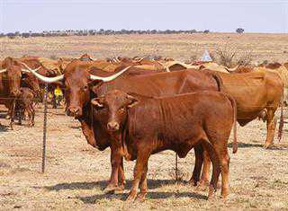 Free State stock theft syndicate thwarted
