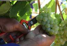A good but challenging year for wine farmers