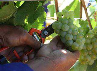 A good but challenging year for wine farmers
