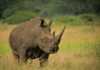 Would-be rhino poachers caught