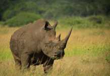 Would-be rhino poachers caught