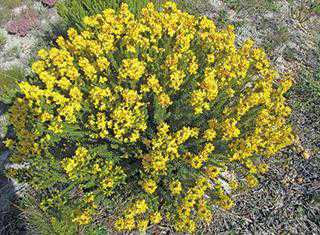 SA’s rooibos and honeybush names to be protected