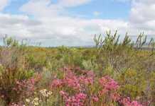 Expo to highlight conservation needs in Cape Floral Kingdom