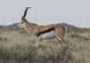 Meet the million rand springbok