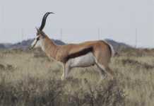 Meet the million rand springbok